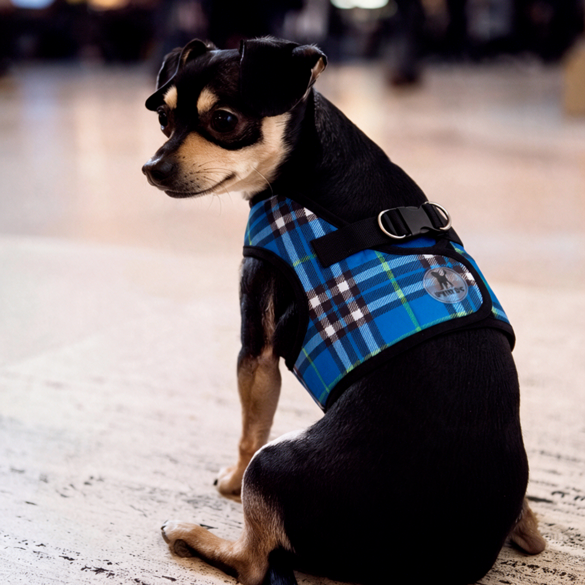 Furberry Blue Plaid Harness (5 Colors)
